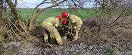 Zdjęcie przedstawia strażaków podczas akcji uwalniania borsuków.
W tle pola.
