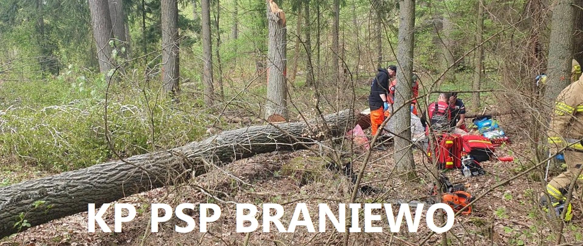 Las, ścięte drzewo. Z prawej strony widać ratowników i strażaków.