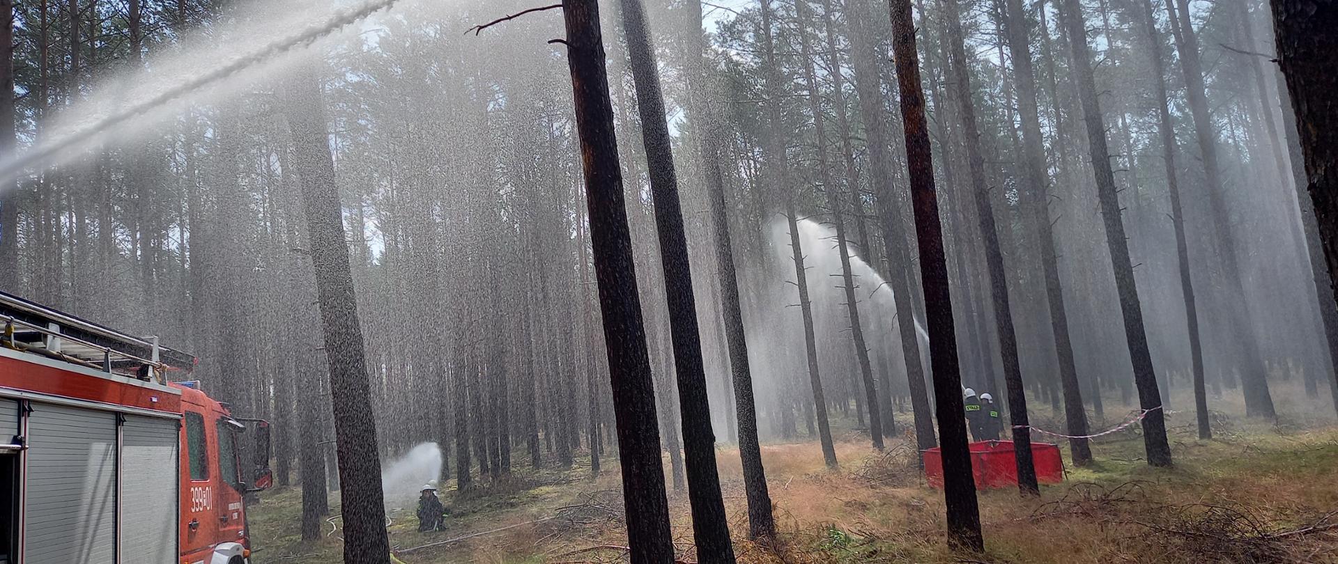 Widok prądów wodnych podawanych przez strażaków w lesie. Po lewej stronie samochód pożarniczy. Na ziemi widoczne rozwinięte linie gaśnicze.