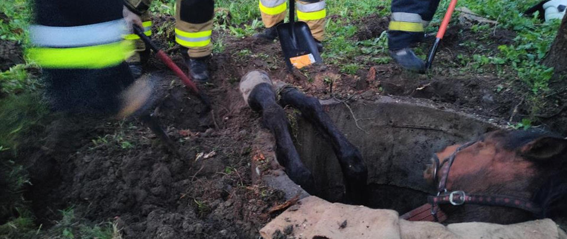 Działania ratownicze staszowskich strażaków podczas uwalniania konia.