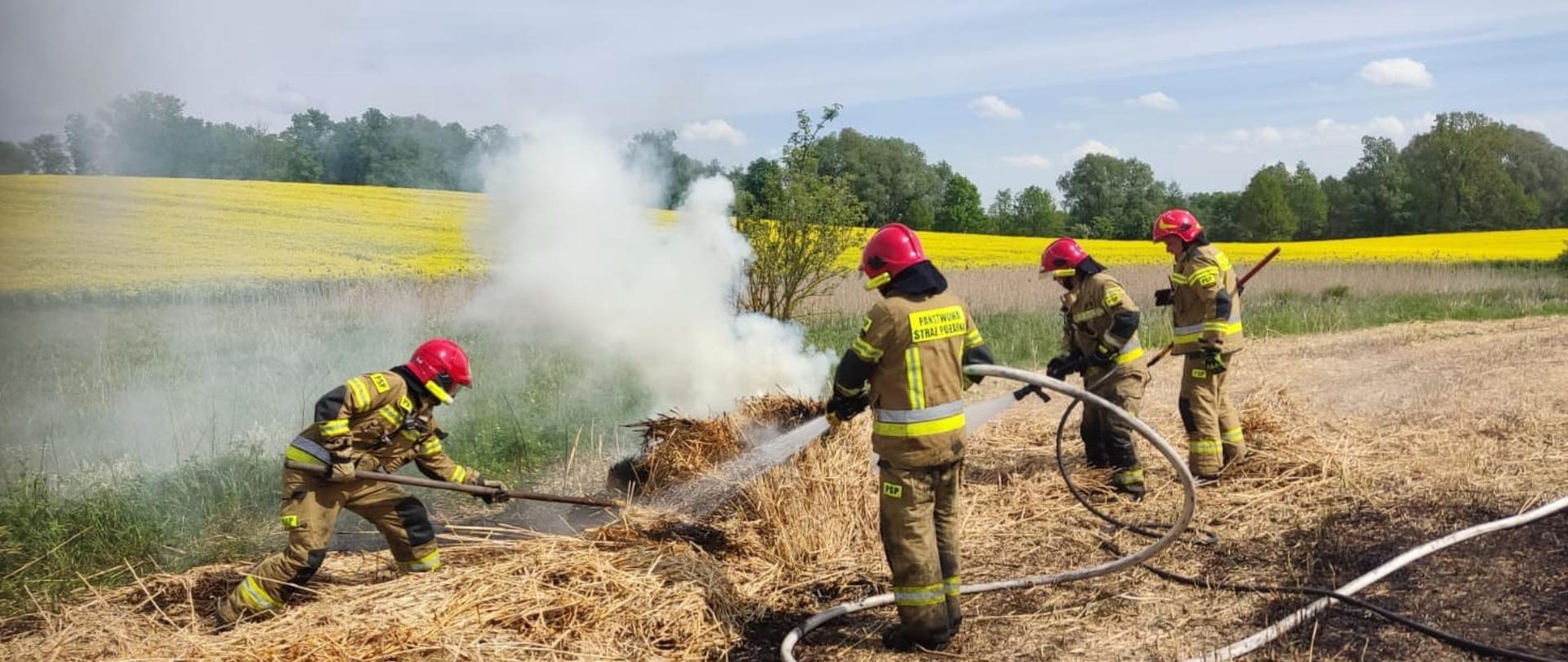 Pożar na polu trawy energetycznej miskant olbrzymi, pożar gasi 4 strażaków, ubranych w ubrania specjalne, w tle pole na którym rośnie rzepak 