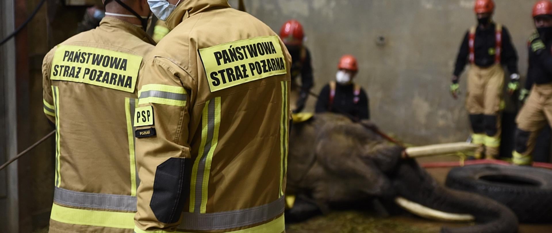 Strażacy wykorzystujący techniki linowe próbują pomoc leżącemu słoniowi