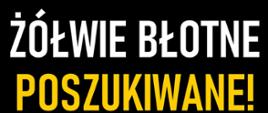 Żółw Błotny