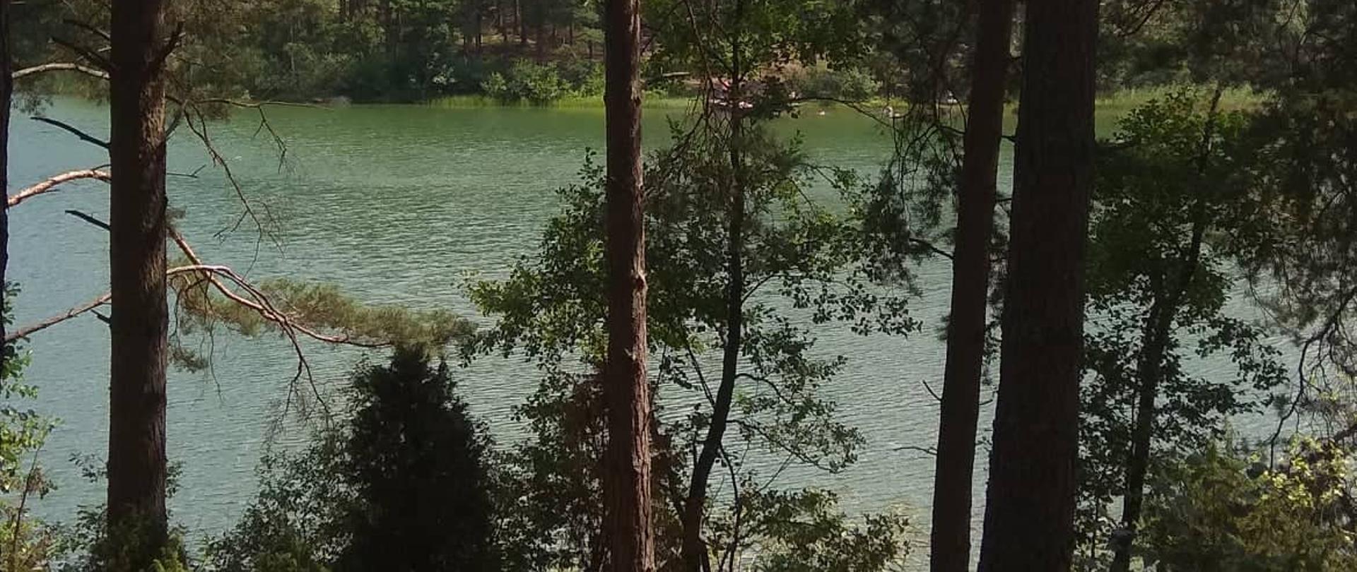widok na jezioro pomiędzy drzewami w lesie