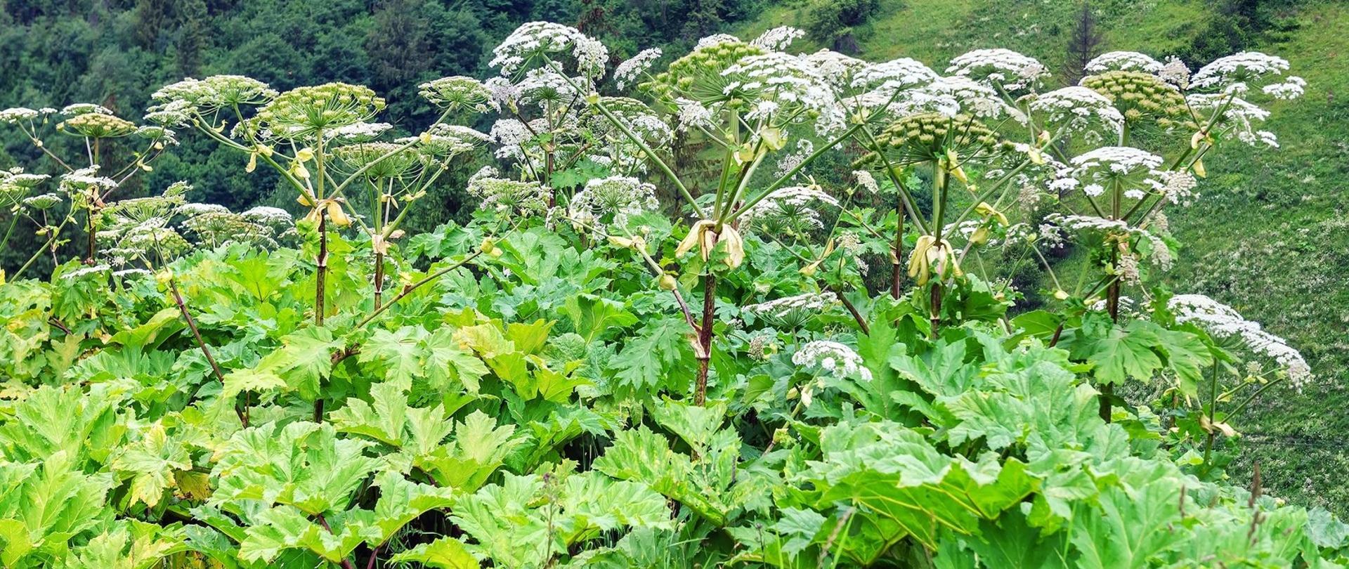 Inwazyjne gatunki obce – w czym tkwi problem? 