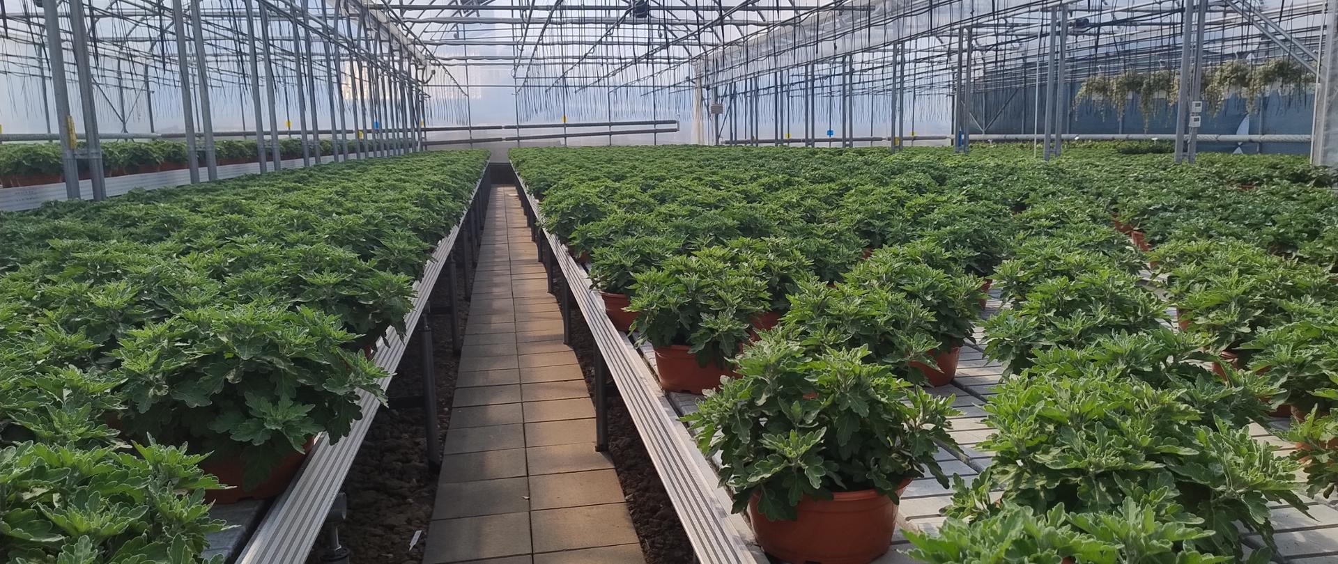 Zdjęcie przedstawia szklarnię z uprawą chryzantem