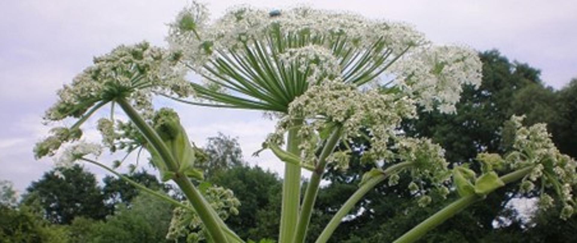 Zdjęcie przedstawia zieloną łąkę, w tle widać rosnące drzewa i krzewy a na pierwszym planie widać barszcz Sosnowskiego 