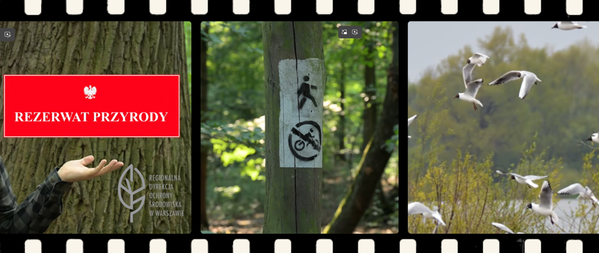 Na grafice przedstawiono trzy fotografie ułożone obok siebie w formie taśmy filmowej. Pierwsze zdjęcie pokazuje tablicę informującą o rezerwacie przyrody umieszczoną na tle pnia drzewa. Na środkowym zdjęciu widoczny jest leśny słupek ze znakami wskazującymi zasady poruszania się po ścieżce. Trzecia fotografia prezentuje stado ptaków w locie nad zielonym, naturalnym krajobrazem.