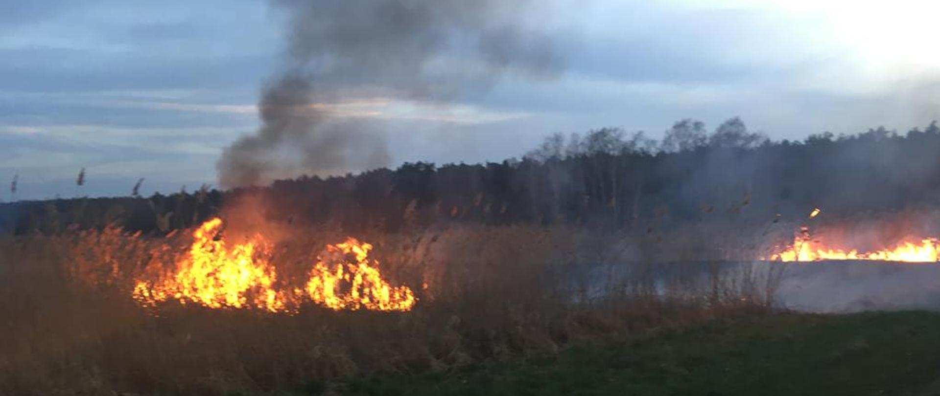 Zdjęcie przedstawia płomienie w czasie pożaru suchej trzciny. Pożar rozprzestrzenia się w dwóch kierunkach.