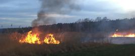 Zdjęcie przedstawia płomienie w czasie pożaru suchej trzciny. Pożar rozprzestrzenia się w dwóch kierunkach.
