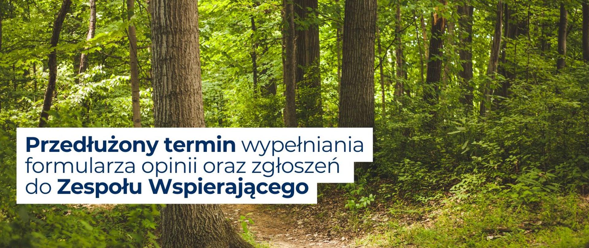 Grafika las w tyle: Przedłużony termin wypełniania formularza opinii oraz zgłoszeń do Zespołu Wspierającego