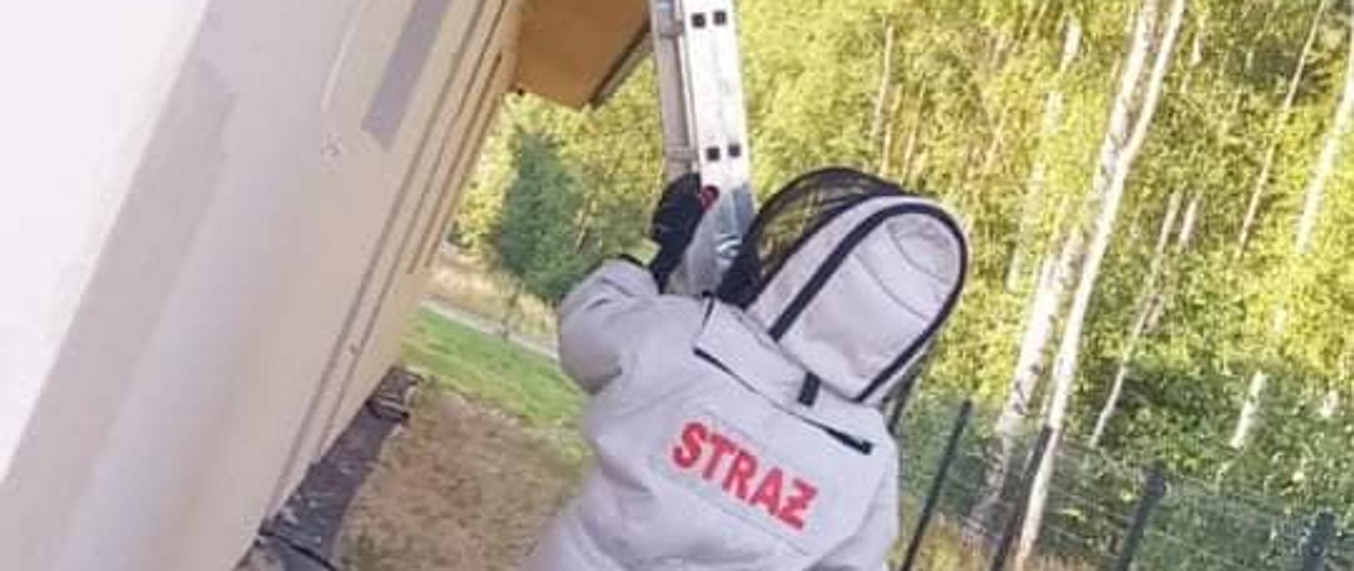 Usuwanie gniazda owadów błonkoskrzydłych