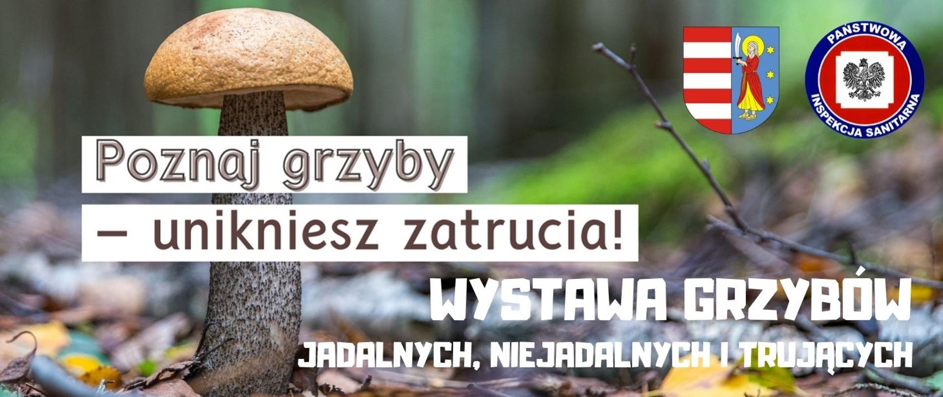 Poznaj grzyby – unikniesz zatrucia! Wystawa grzybów