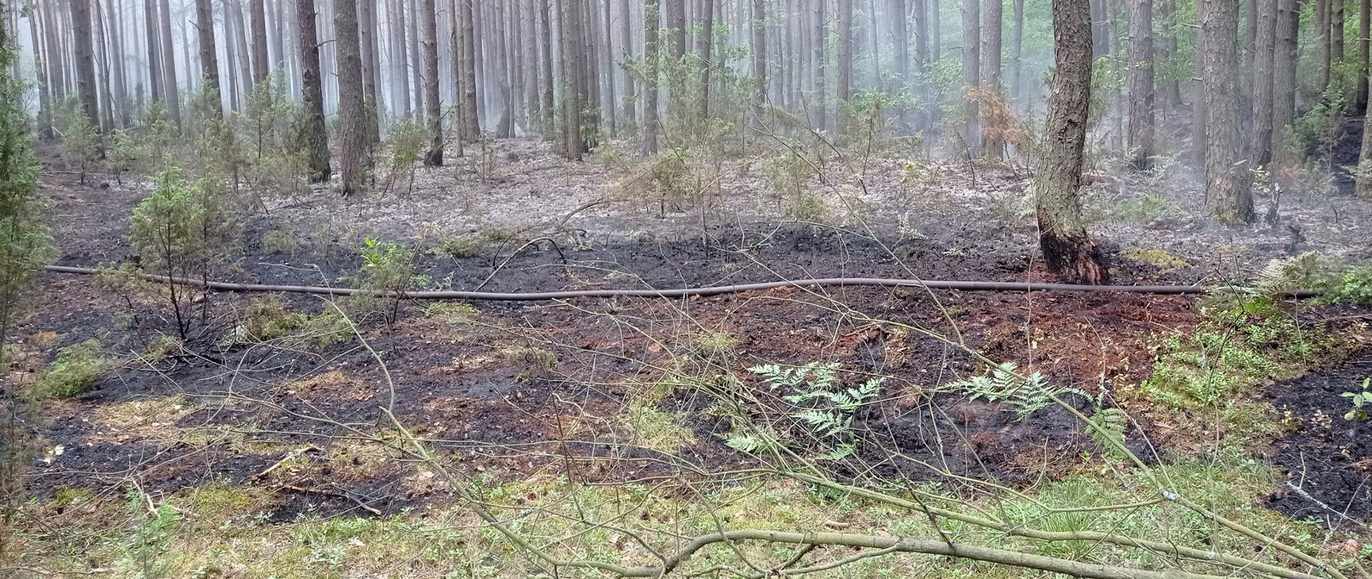 Na zdjęciu widoczny jest las sosnowy, spowity szaro-niebieskim dymem. W centralnej części zdjęcia widać czarne, wypalone pole ściółki leśnej. Przez środek zdjęcia przebiega linia gaśnicza zbudowana z węży strażackich. W głębi zdjęcia, po prawej stronie widać gęstwinę krzaków w kolorze zielonym. 
