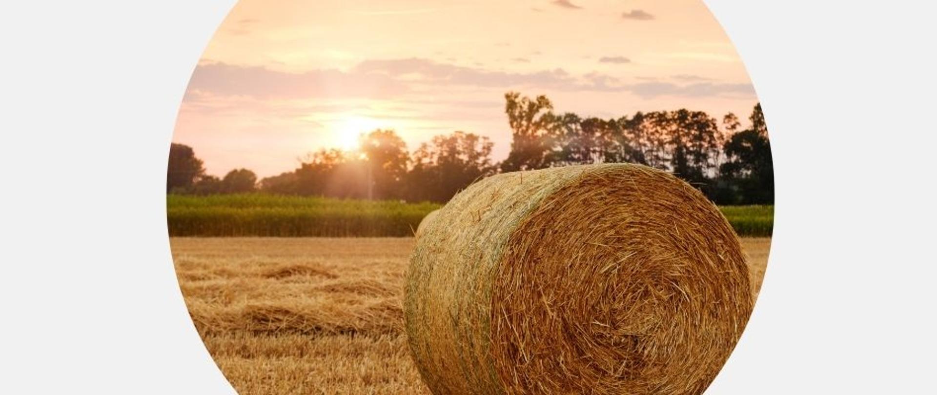 Na zdjęciu widzimy pole ze skoszonym żytem, na którym znajduje się balot. W oddali widzimy drzewa, przez które przebijają się promienie słoneczne.