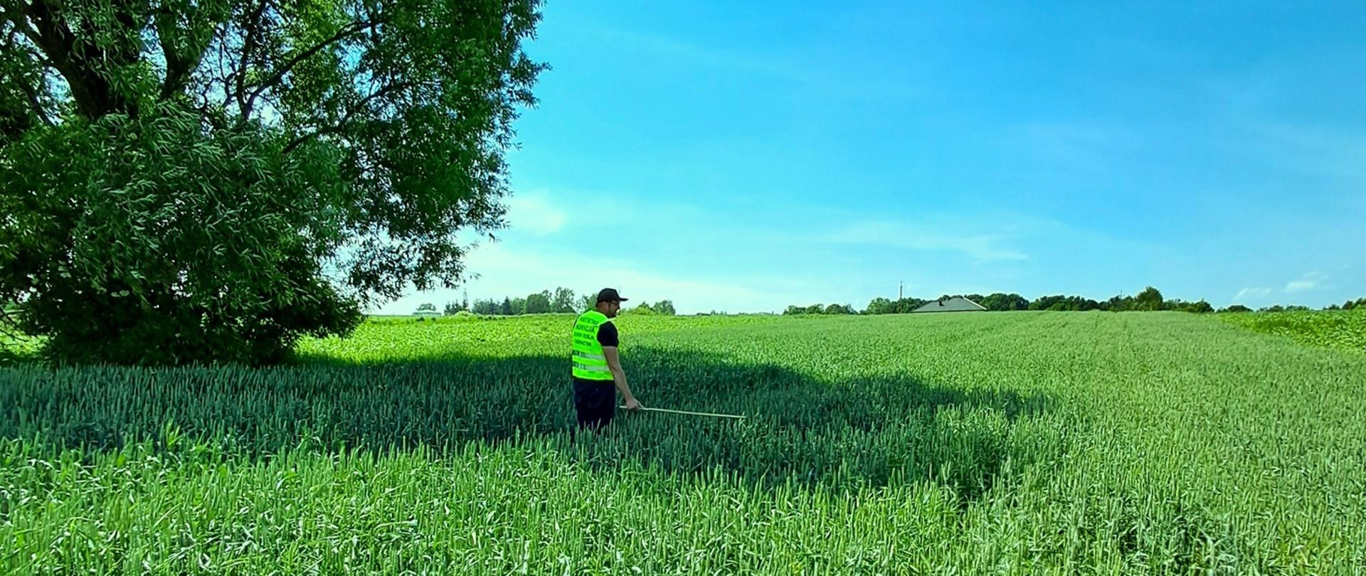 Kwalifikator na plantacji pszenicy