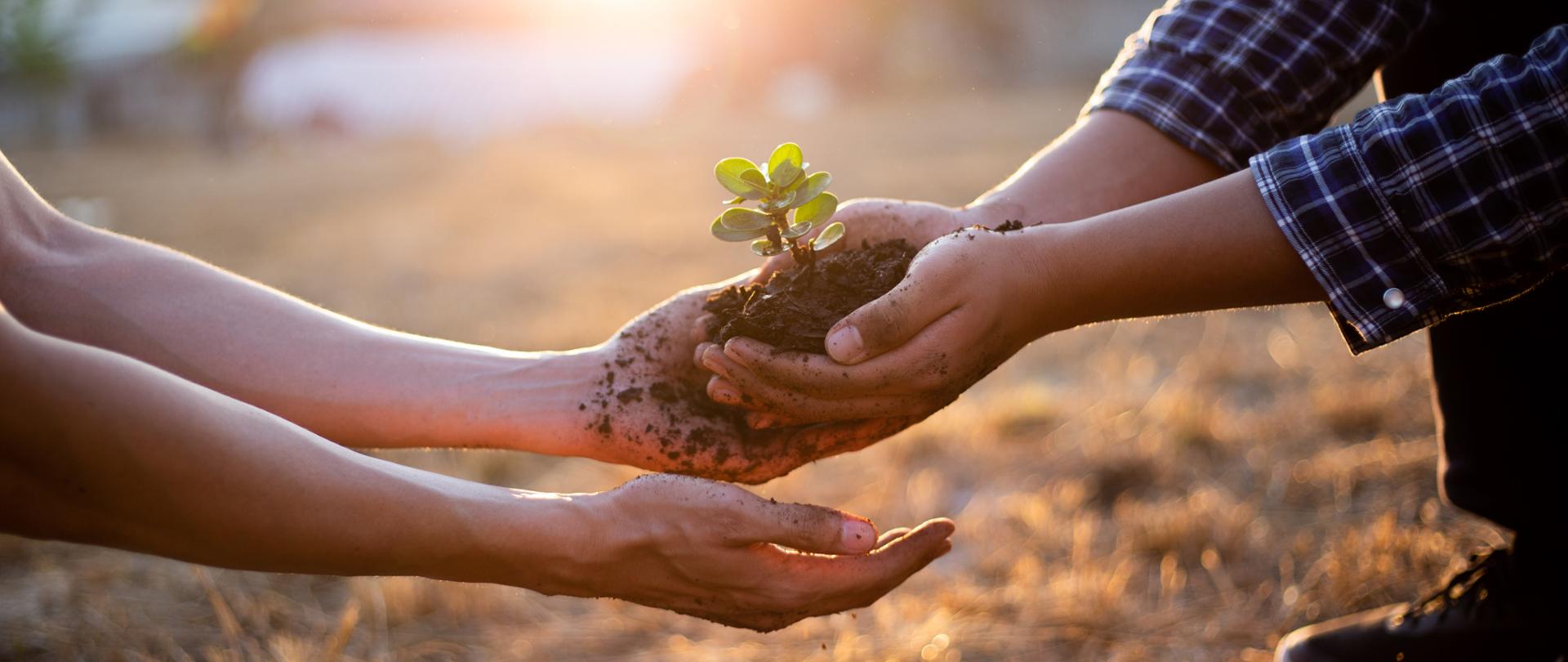 Young seedlings are ready to grow in fertile soil, Agriculture gave the young men trees to prepare for planting and reduce global warming, Save world save life and Plant a tree concept.
