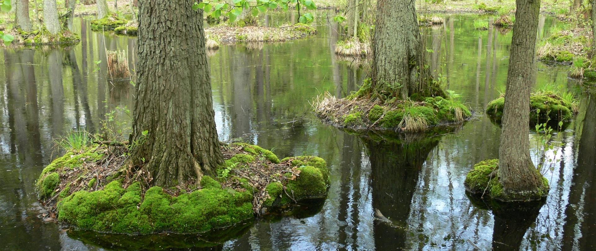 Międzynarodowy Dzień Lasów