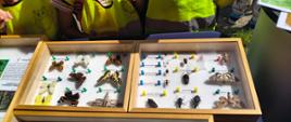 Zdjęcie przedstawia gabloty entomologiczne