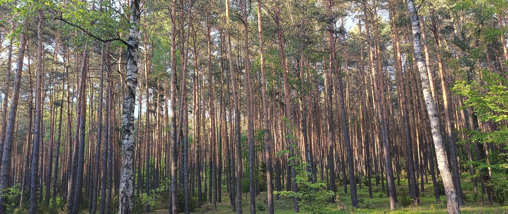 Las nad Zalewem Koronowskim, fot. Karolina Hunker RDOŚ w Bydgoszczy