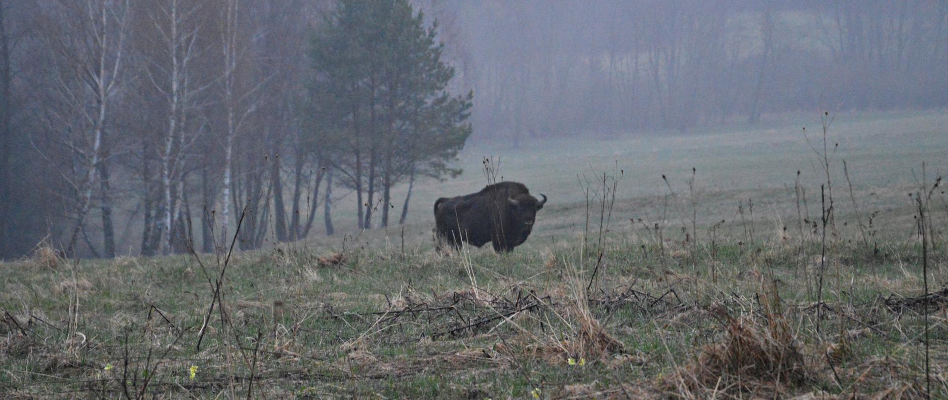 Osobnik żubra w obszarze Natura 2000 Bieszczady PLC180001