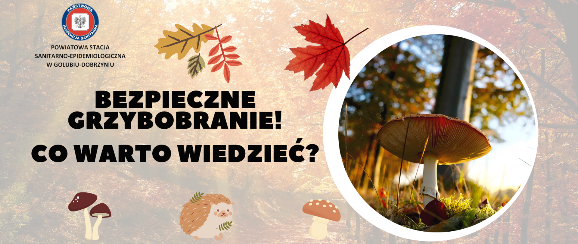 Bezpieczne grzybobranie. Co warto wiedzieć?