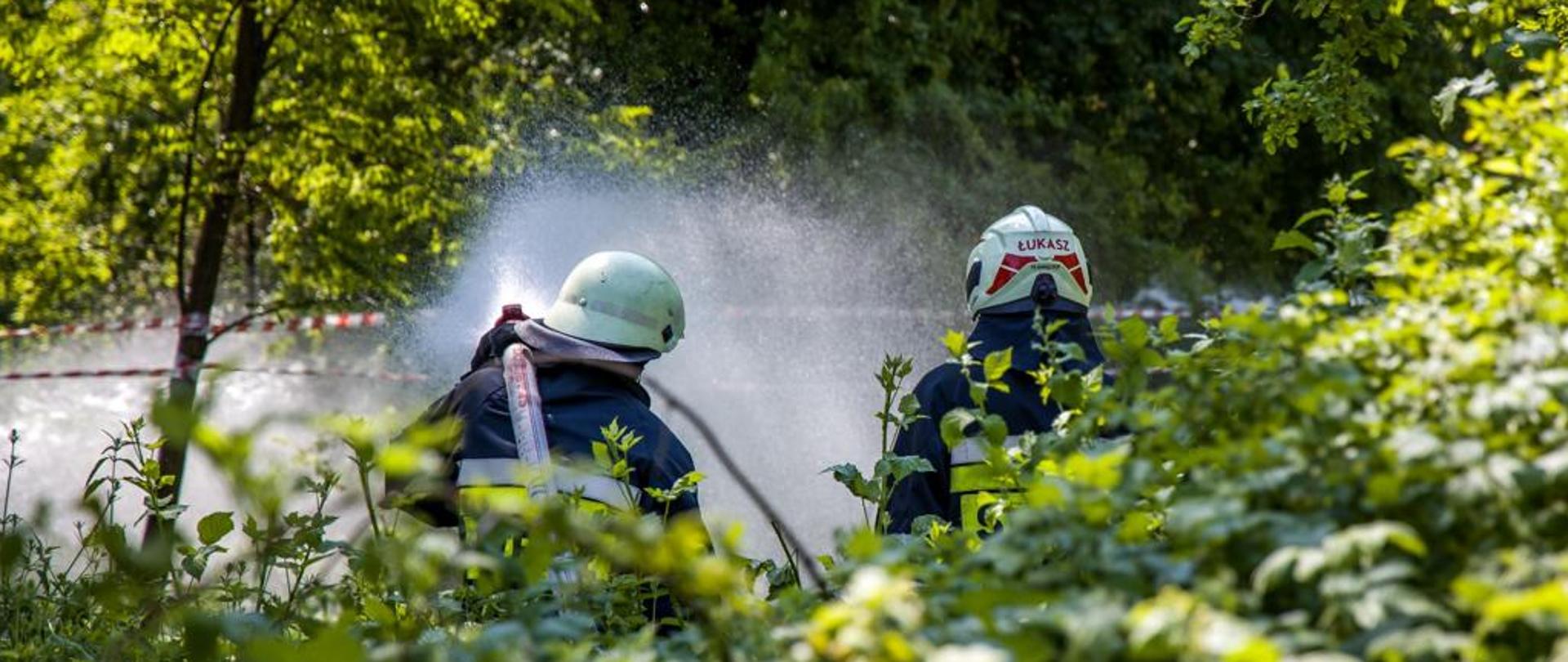 Na środku zdjęcia uwidoczniono dwóch strażaków OSP w otoczeniu roślinności, podających prąd wody w oznakowane taśmą miejsce symulowanego pożaru lasu.