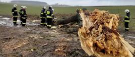 Zdjęcie przedstawia strażaków usuwających powalone drzewo. Na pierwszym planie złamany pień dużego drzewa powalonego przez wiatr