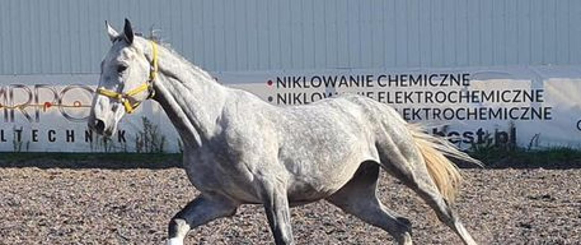 KOŃ UWIĘZIONY W BOKSIE STAJENNYM 