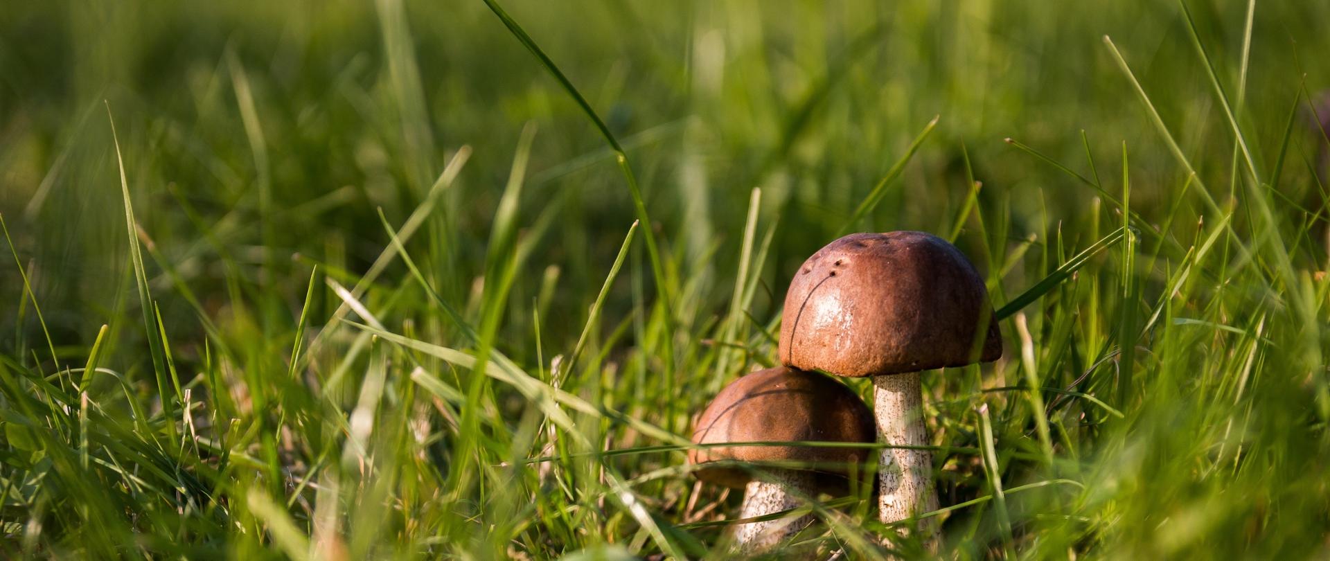 Dwa grzyby rosnące w trawie
