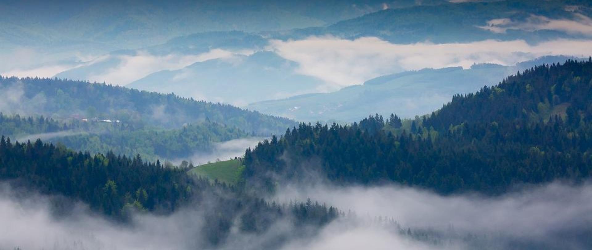 Widok z góry Beskidu Wyspowego. Na zdjęciu szczyty Beskidu Wyspowego, drzewostan zatopiony we mgle. 