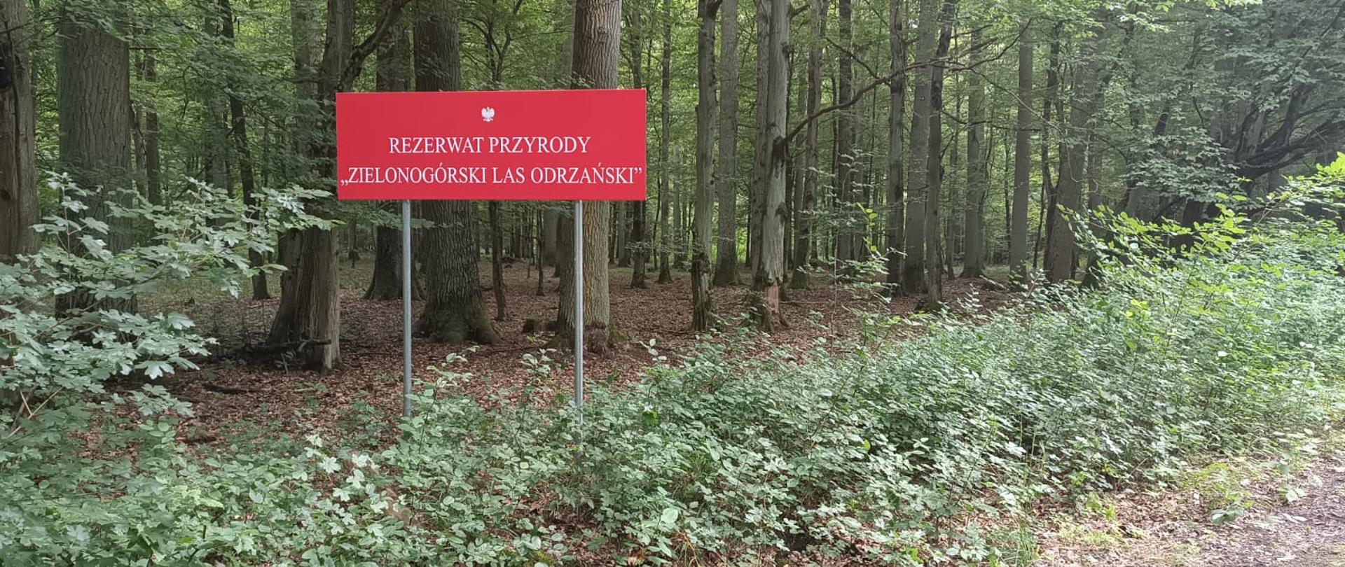 Na zdjęciu tablica na czerwonym tle napis Rezerwat przyrody Zielonogórski Las Odrzański. Za tablicą drzewa. Z przodu niska roślinność krzewów