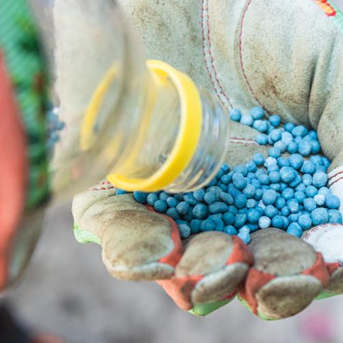 Na dłoń w rękawicy ochronnej wysypują się z butelki niebieskie kuleczki środka chemicznego.