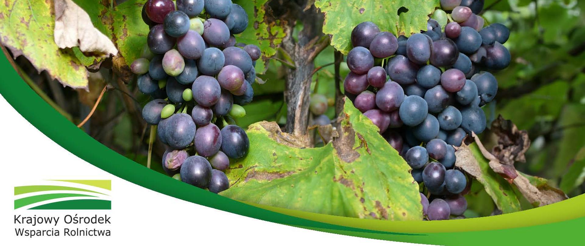 Szablon_kowr_z_winogronami_bez_napisu