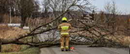 Zdjęcie przedstawia drzewo przewrócone na drogę. Strażak usuwa drzewo przy pomocy pilarki spalinowej.