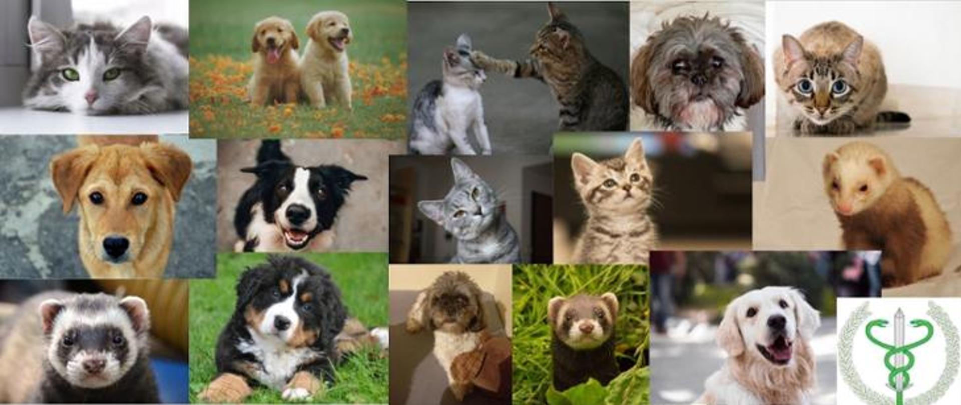 Zwierzęta z uchodźcami