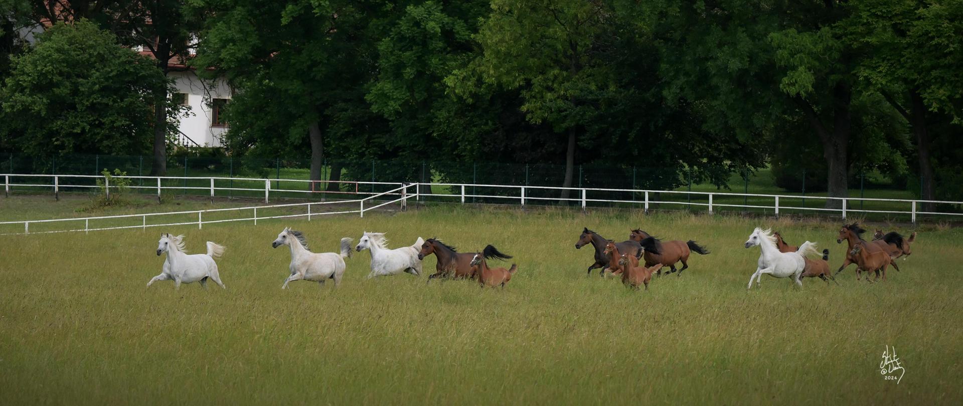 Dni Konia Arabskiego 2024