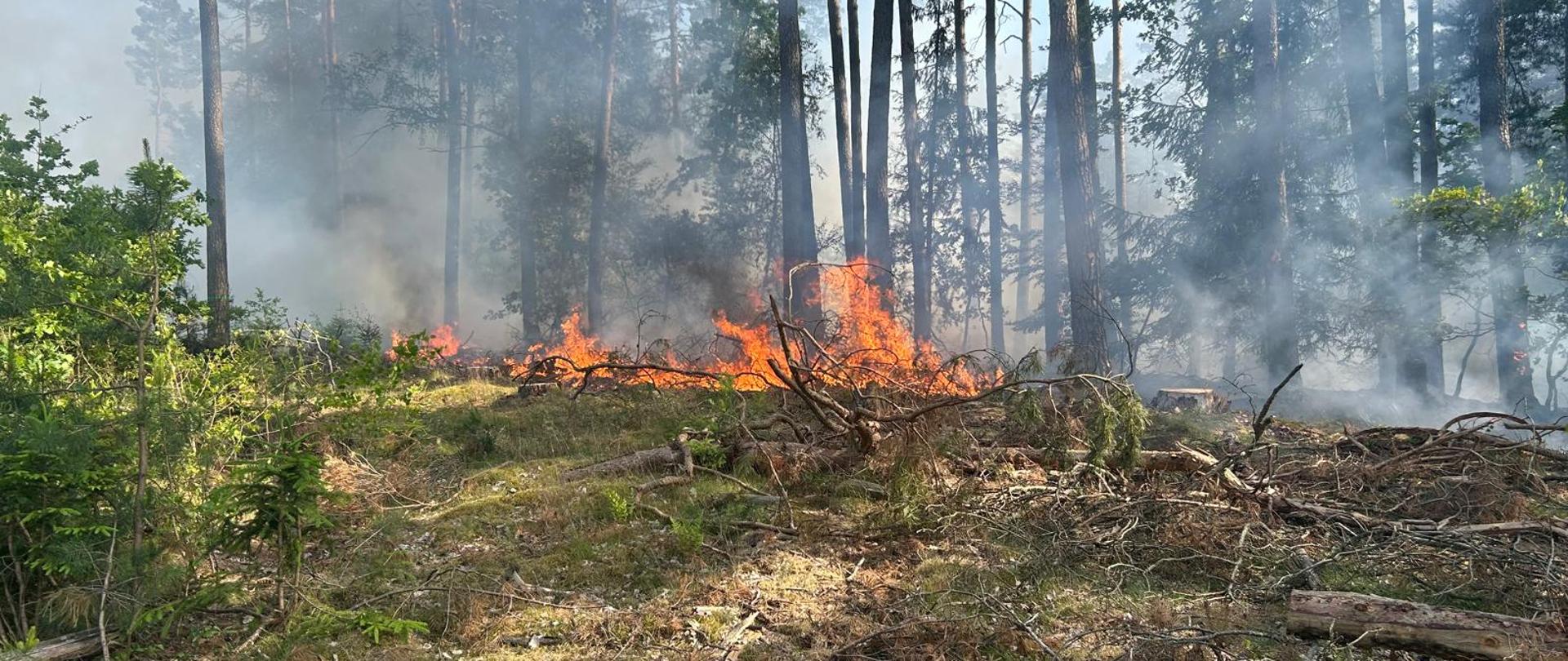 Palące się poszycie lasu.