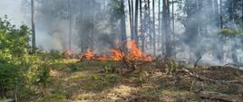 Palące się poszycie lasu.