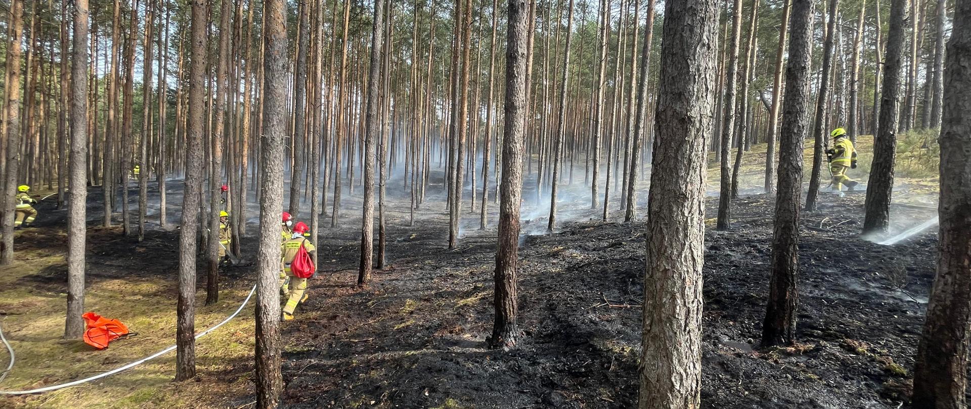 Działania strażaków podczas pożaru lasu