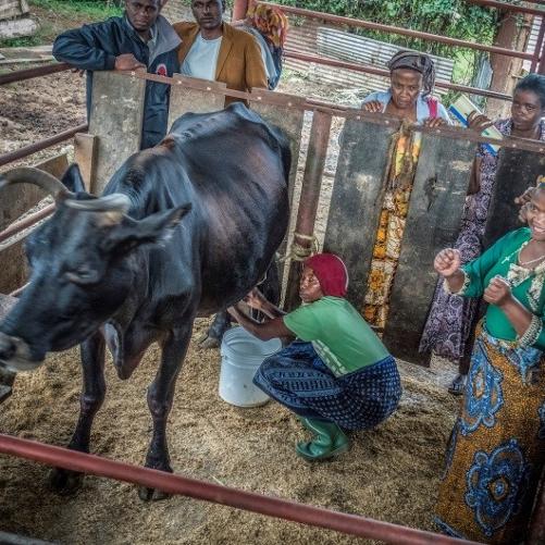trwa dojenie krowy przez kobietę. wokół niej grupa osób patrzących