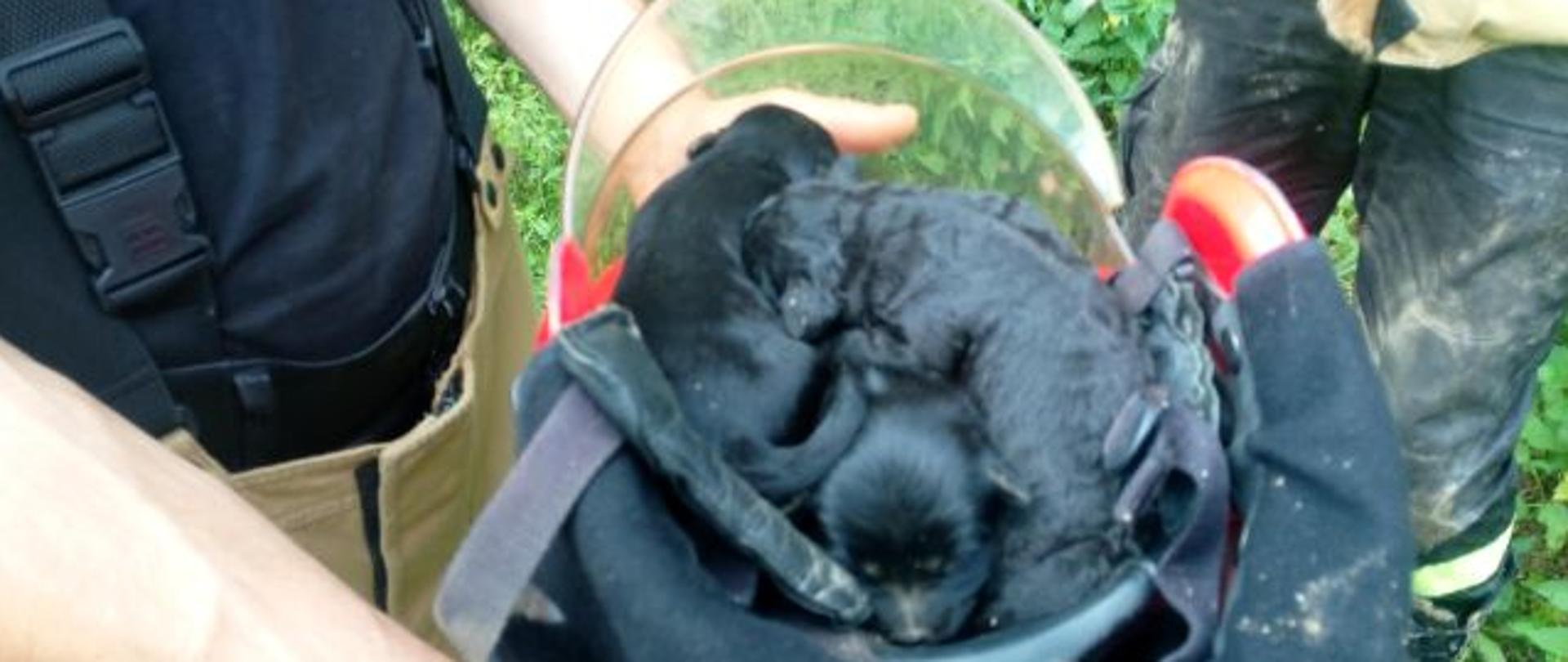 Zdjęcie przedstawia uratowane pieski