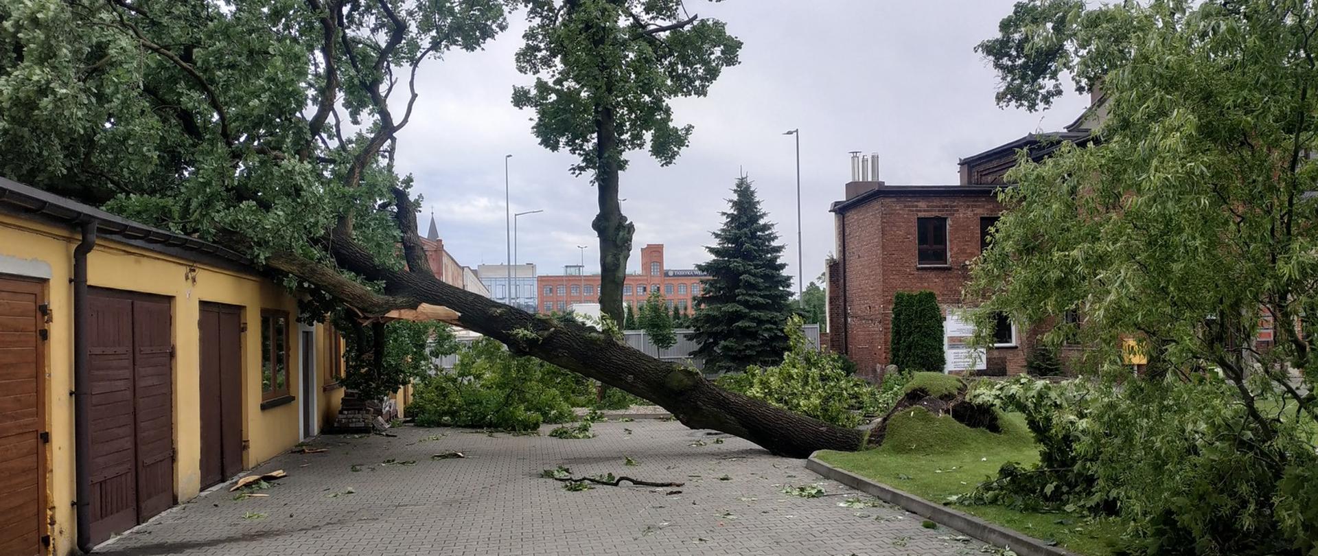 Na zdjęciu widać wyrwane z korzeniami drzewo, które przewróciło się na budynek gospodarczy Komendy Powiatowej PSP w Pabianicach.