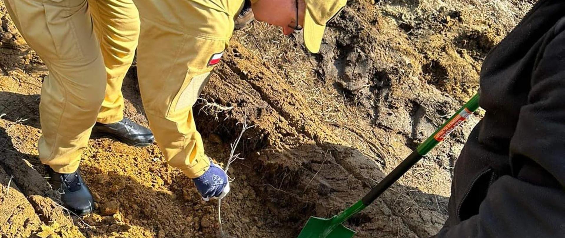 Łączą nas Drzewa - sadzenie dębów z Nadleśnictwem Grójec