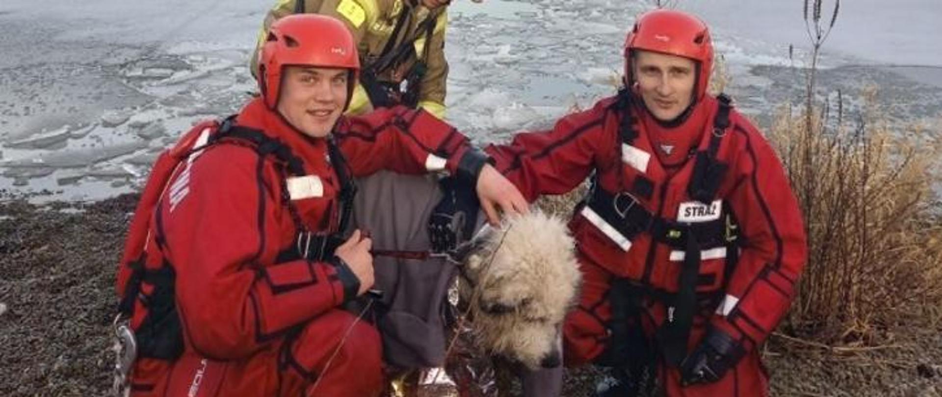 Trzej strażacy w umundurowaniu specjalnym, dwóch w ubraniach do pracy w wodzie oraz pies, który został ewakuowany z wody okryty kocem