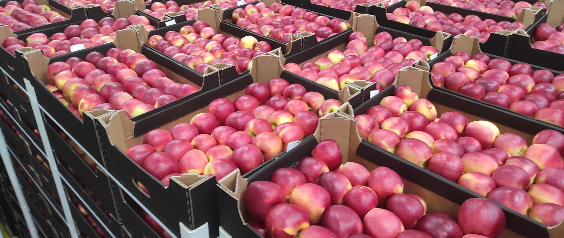 Rzędy kartonowych skrzynek wypełnionych czerwonymi jabłkami w chłodni magazynowej