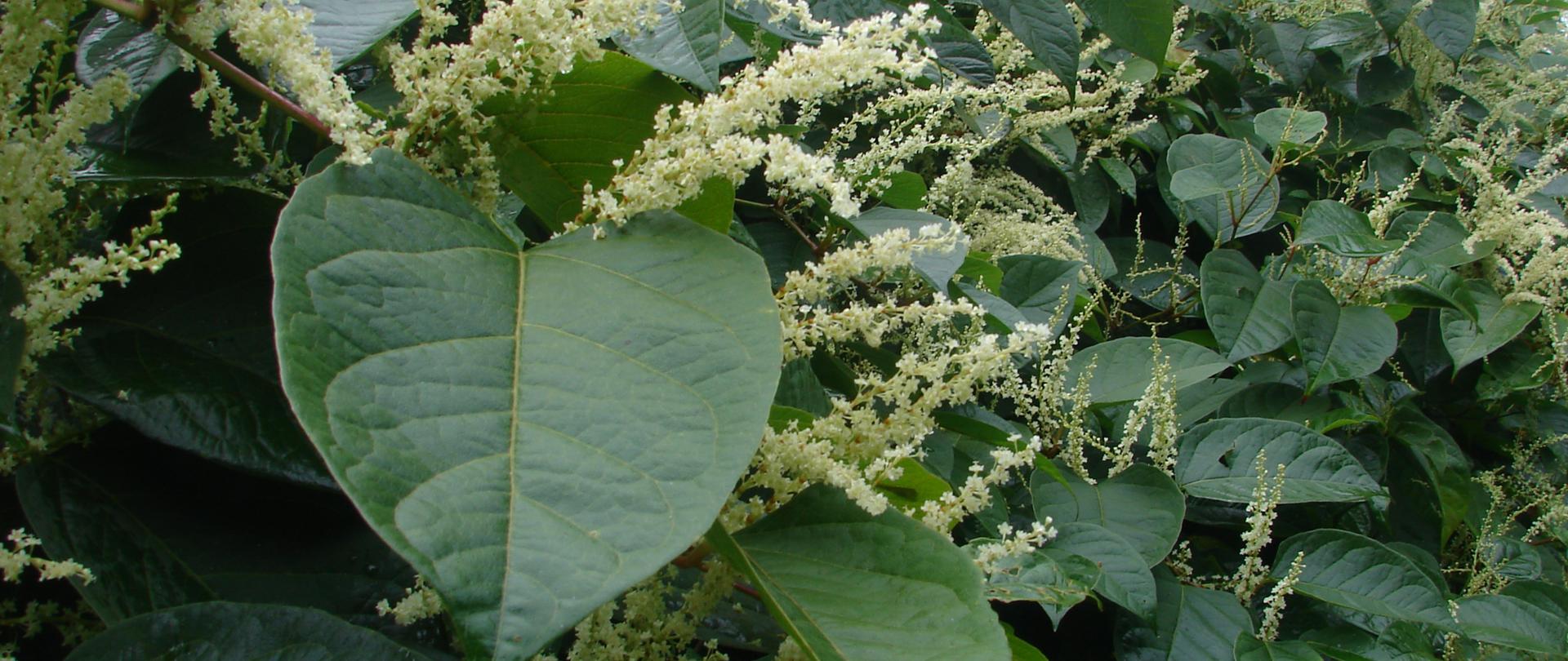 Na zdjęciu kremowe kwiatostany rdestowca japońskiego.