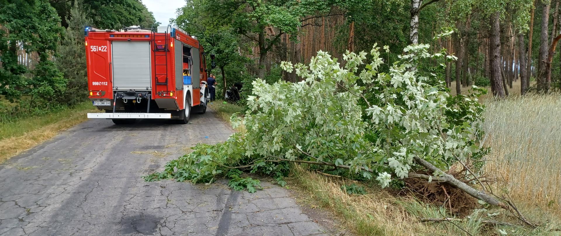 Samochód strażacki na drodze podczas działań, wyrwane drzewo, policjanci prowadzący czynności.