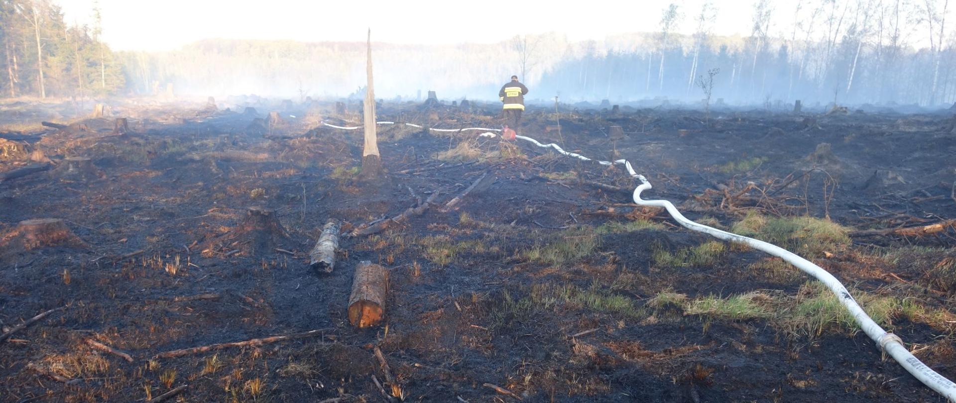 Na zdjęciu las po pożarze