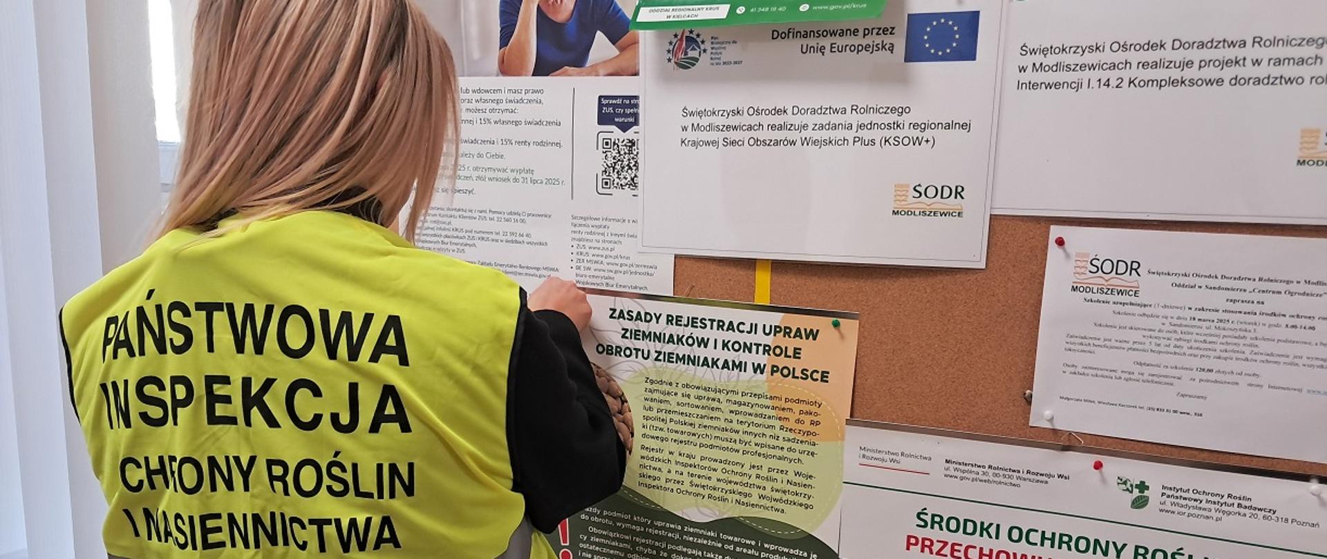 Kobieta inspektor Państwowej Inspekcji Ochrony Roślin i Nasiennictwa w Kielcach z Oddziału w Sandomierzu w odblaskowej kamizelce z logiem Inspekcji na tablicy ogłoszeniowej umieszcza plakat pt. „Zasady Rejestracji upraw ziemniaków i kontrole obrotu ziemniaków w Polsce”